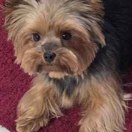 Ms. Swan - Yorkshire Terrier