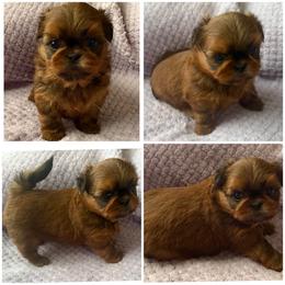 EMMA - Red female Shih Tzu puppy in Kamilche, Washington from Serendipity Shih tzu