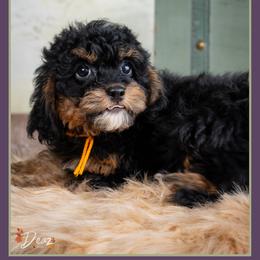 Chuckie - Black and tan male Cockapoo puppy in Connersville, Indiana from Deaz Doodle Ranch