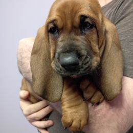 Lucy - Brown and white female Basset Hound puppy in Imler, Pennsylvania from Happy Hounds