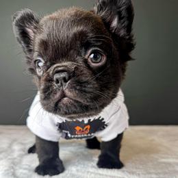Yogi The Bear - Tricolors male French Bulldog puppy in Porter, Texas from Whatabulldog