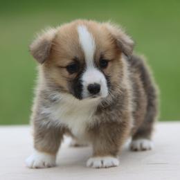 Labrador Retriever and Pembroke Welsh Corgi Puppies from White Star Corgis