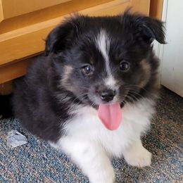 Miniature Australian Shepherds from Wispy Hollow Mini Aussies