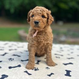 Radagast - Red  male Goldendoodle puppy in Pittsburg, Texas from Grace Springs Goldendoodles