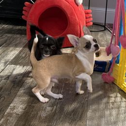 Tucker - Fawn male Chihuahua puppy in Summerfield, Florida from Uey’s Chihuahuas