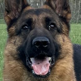 Nike - German Shepherd