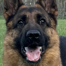 Nike - German Shepherd
