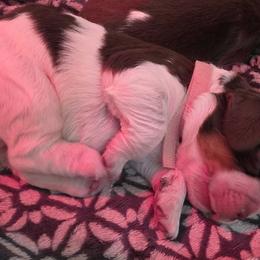 Ms Pink - Tri-Roan female English Springer Spaniel puppy in Montville, Connecticut from Hillside Springs Farm