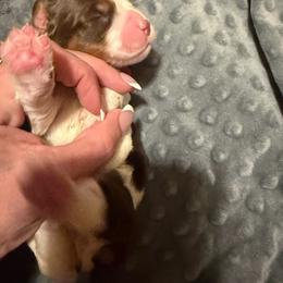 Girl 3 dark pink - Liver and white female English Springer Spaniel puppy in Lufkin, Texas from Shifletknight Springer Spaniels