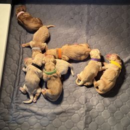 Golden Retriever Puppies from Pura Vida Golden Retrievers