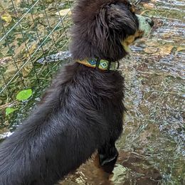 Miniature American Shepherd and Toy Australian Shepherd Puppies from Talatigi Aussies