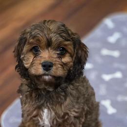 Benny - Cavapoo
