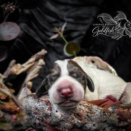 Moor - Liver and white male German Shorthaired Pointer puppy in Kenai, Alaska from LakeHaus Kennels