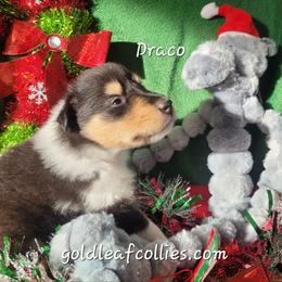 Draco - Black white and tan male Collie puppy in Mattoon, Illinois from Gold Leaf Collies