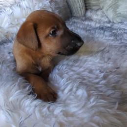 Blue - Red male Irish Terrier puppy in Broadway, North Carolina from Detmore Kennels