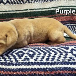 Girl 3 - Yellow female Labrador Retriever puppy in Potosi, Wisconsin from Point and Flush Gun Dogs