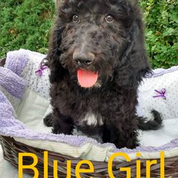 Blue Girl - Sheepadoodle puppy in Kimberly, Idaho from Wizardwood Doodles