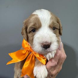 Orange - Yellow and white male Bernedoodle puppy in Petersburg, Michigan from Brittany’s Mini Bernedoodles