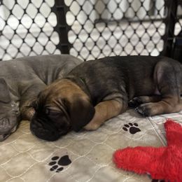 Cane Corso Puppies from Valyrian Cane Corsos