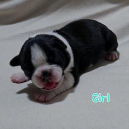 Teal - Black and white female Boston Terrier puppy in Clinton Township, Michigan from Greenberg's Boston Terriers & Bullies of Metro Detroit