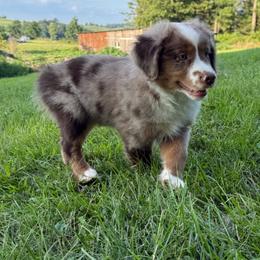 Paxton - Red merle male Toy Australian Shepherd puppy in Ivanhoe, Virginia from P3 Kennel