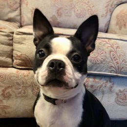 Pigeon - Boston Terrier