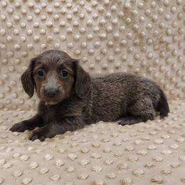Puppy 4 - Blue and tan female Dachshund puppy in Krum, Texas from Dots N Spots Dachshunds