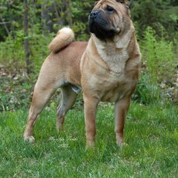 Chinese Shar-Pei Puppies from Willo Shar-Pei