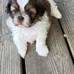 Shih Tzu Puppies from Tarklin Valley Farm