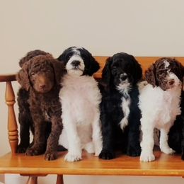 Goldendoodle Puppies from Lady Doodle Farm