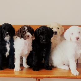 Goldendoodle Puppies from Lady Doodle Farm