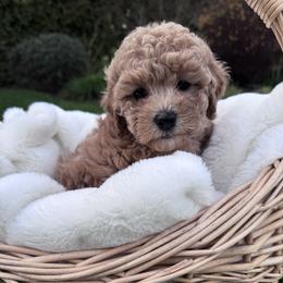 Stella 10-15 pounds - Red  female Goldendoodle puppy in Oregon City, Oregon from Jessica's  Goldendoodle’s
