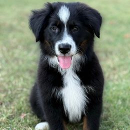 Joe - Black tri male Miniature Australian Shepherd puppy in Cunningham, Tennessee from Copper Creek Aussies