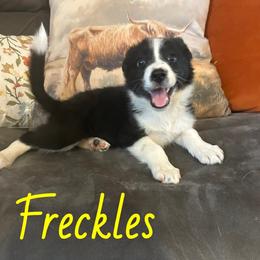 Freckles - Black and white female Border Collie puppy in Rocky, Oklahoma from SoCal/Promise Land Border Collies