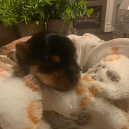 Katie (Light Pink) - Black and tan female Yorkshire Terrier puppy in Fayetteville, Tennessee from Mina's Yorkies