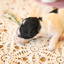 Poodle Puppies from Setting the Standard Poodles