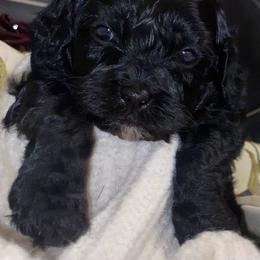 Lake - Black male Cavapoo puppy in El Sobrante, California from Mckendra's Legacy