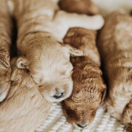 Goldendoodle Puppies from Pitter Patter Puppies