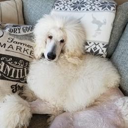 Lena - Poodle