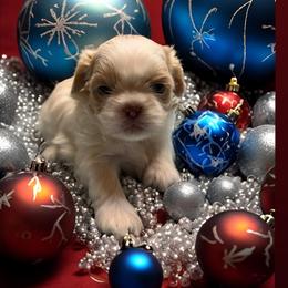 Shih Tzu Puppies from Butterfly Shih Tzu Pups