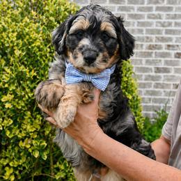 Aussiedoodle Puppies from Middle Swamp Poodles and Doodles