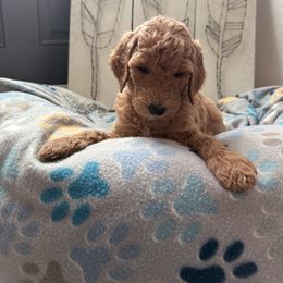 Goldendoodle Puppies from Daisy’s Doodles