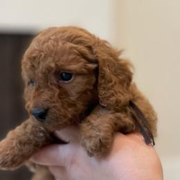 Archie - Brown Collar - Red male Cavapoo puppy in Ferndale, Washington from Cavakennels.pnw