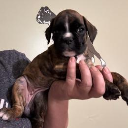 Yellow collar girl - Brindle female Boxer puppy in Ekron, Kentucky from Best Friends Euro Boxers (BFEBK)