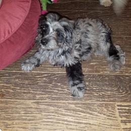Goldendoodle Puppies from Pampered Paws Pet Massage / Jaynie's Pack of Doodles