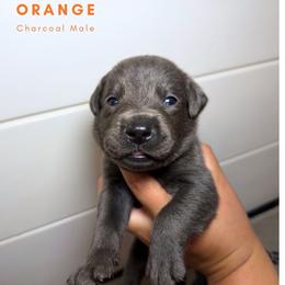 Orange - Charcoal male Dilute Retriever puppy in Dover, Delaware from Virdin’s Silver Labs