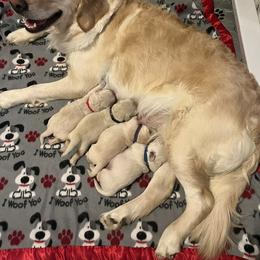 Golden Retriever Puppies from Storm Mountain Goldens