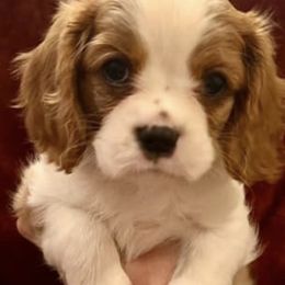 Cavalier King Charles Spaniels from Aura-River