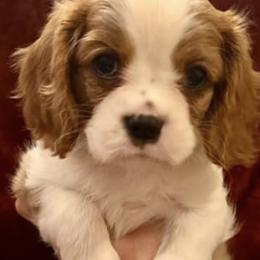 Cavalier King Charles Spaniels from Aura-River