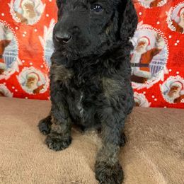 Poodle Puppies from Wonderland Kennel